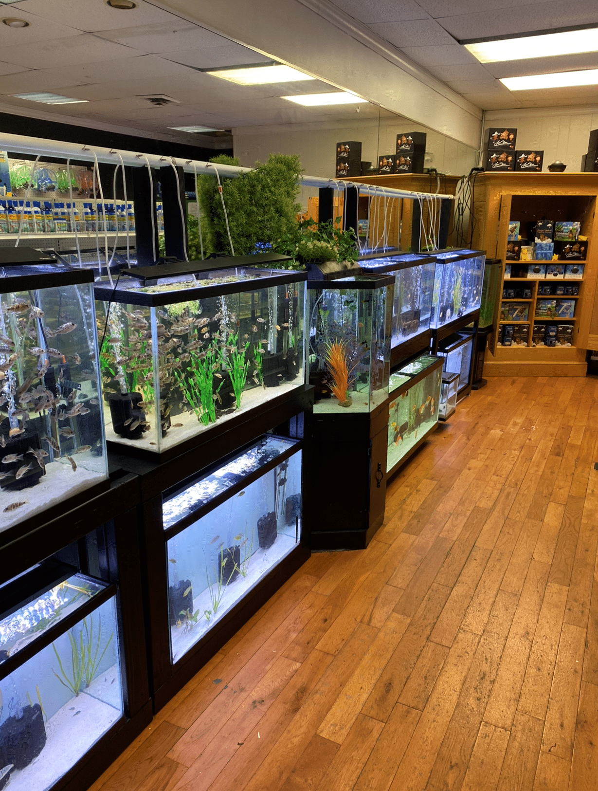 Local Fish store in Flourtown PA  Go Fish: Customization Aquarium Services  & More
